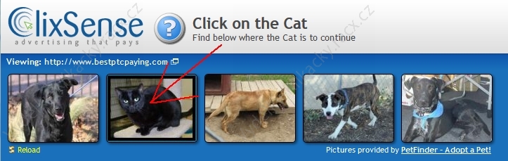 clixsense click on cat